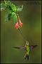 Hummingbird Garden Photo: Sword-Billed Hummingbird